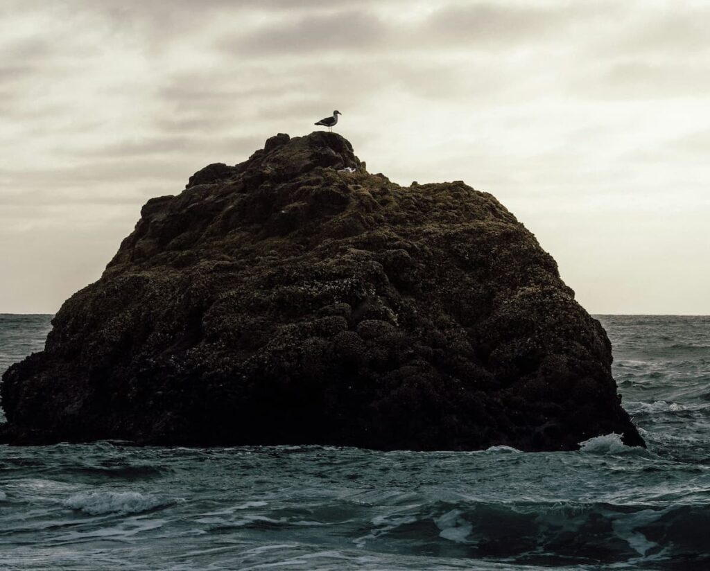 Bird perched on top of rock in the ocean at a bird watching spot near Tierra del Mar