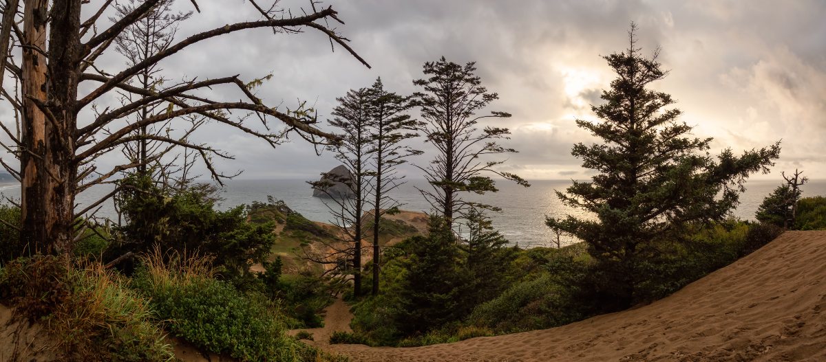 Serene coastal view at Cape Kiwanda in Pacific City with windswept trees framing a rugged coastline, ideal for a digital detox getaway