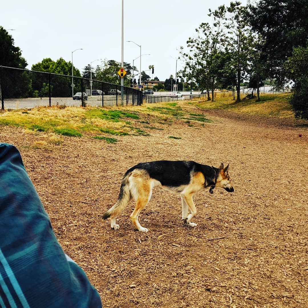 Dog Friendly Shopping in Walnut Creek, CA - BringFido