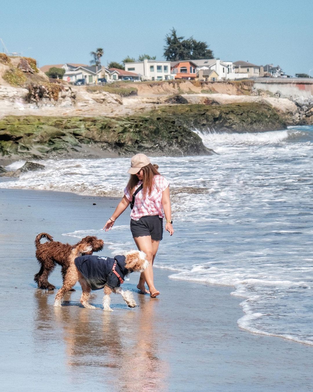 Bringing Your Pet to Santa Cruz Beachnest Vacation Rentals