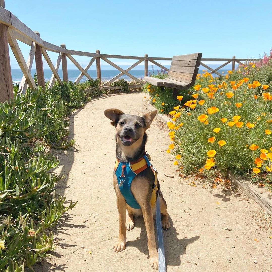 Bringing Your Pet to Santa Cruz Beachnest Vacation Rentals