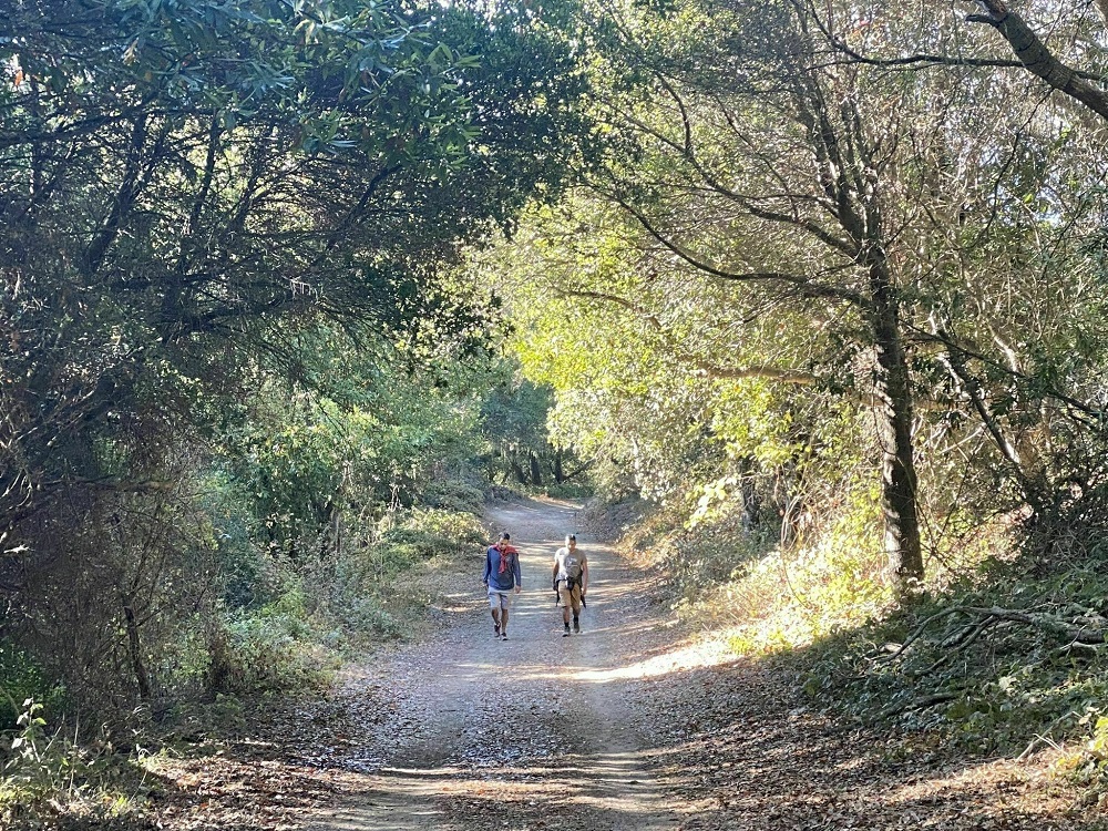 Santa Cruz Hiking Trails Guide Beachnest Vacation Rentals