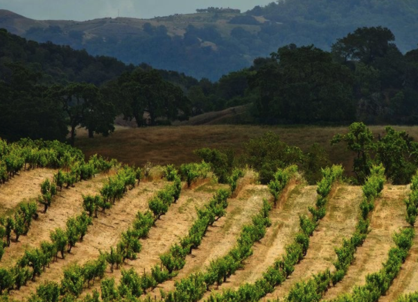 Where To Go Wine Tasting Near Santa Cruz