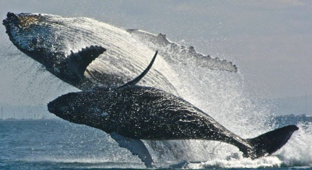 A Traveler s Guide to Whale Watching in Santa Cruz