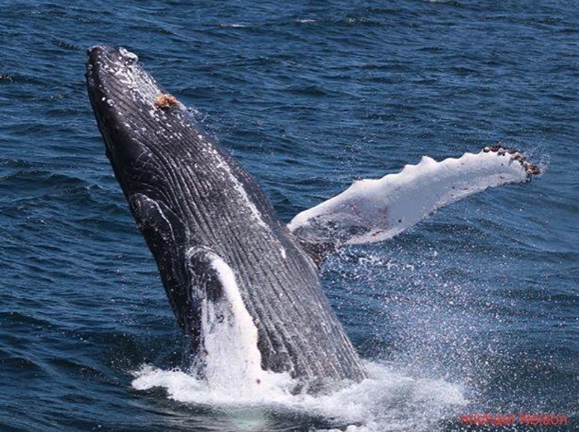 A Traveler s Guide to Whale Watching in Santa Cruz