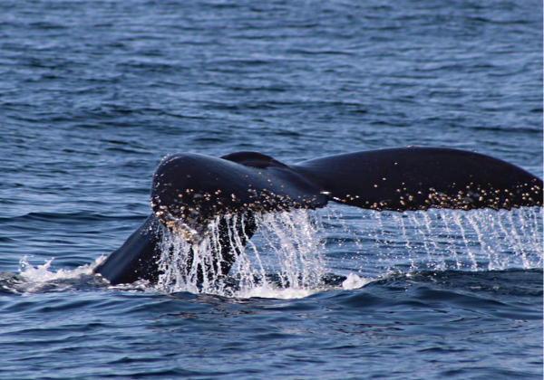 A Traveler s Guide to Whale Watching in Santa Cruz