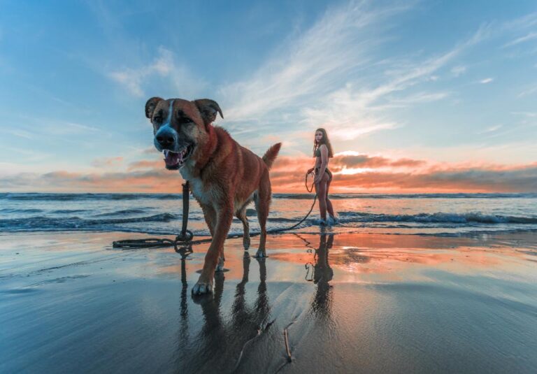 Pet Friendly Rentals In Santa Cruz