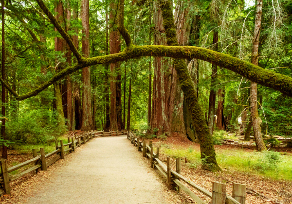 Where to See Redwoods in Santa Cruz Beachnest Vacation Rentals