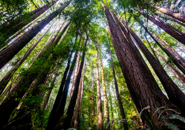 Where to See Redwoods in Santa Cruz Beachnest Vacation Rentals