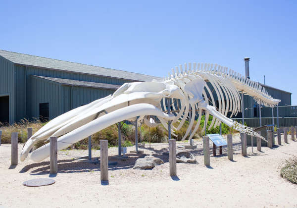 8 Best Santa Cruz Museums to Visit Beachnest Vacation Rentals