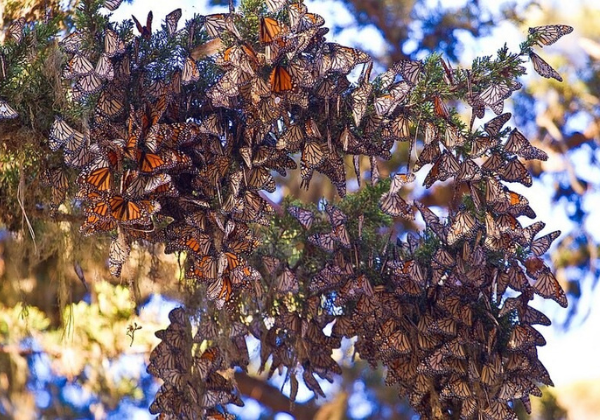 Where to See the Butterflies in Santa Cruz Beachnest Vacation