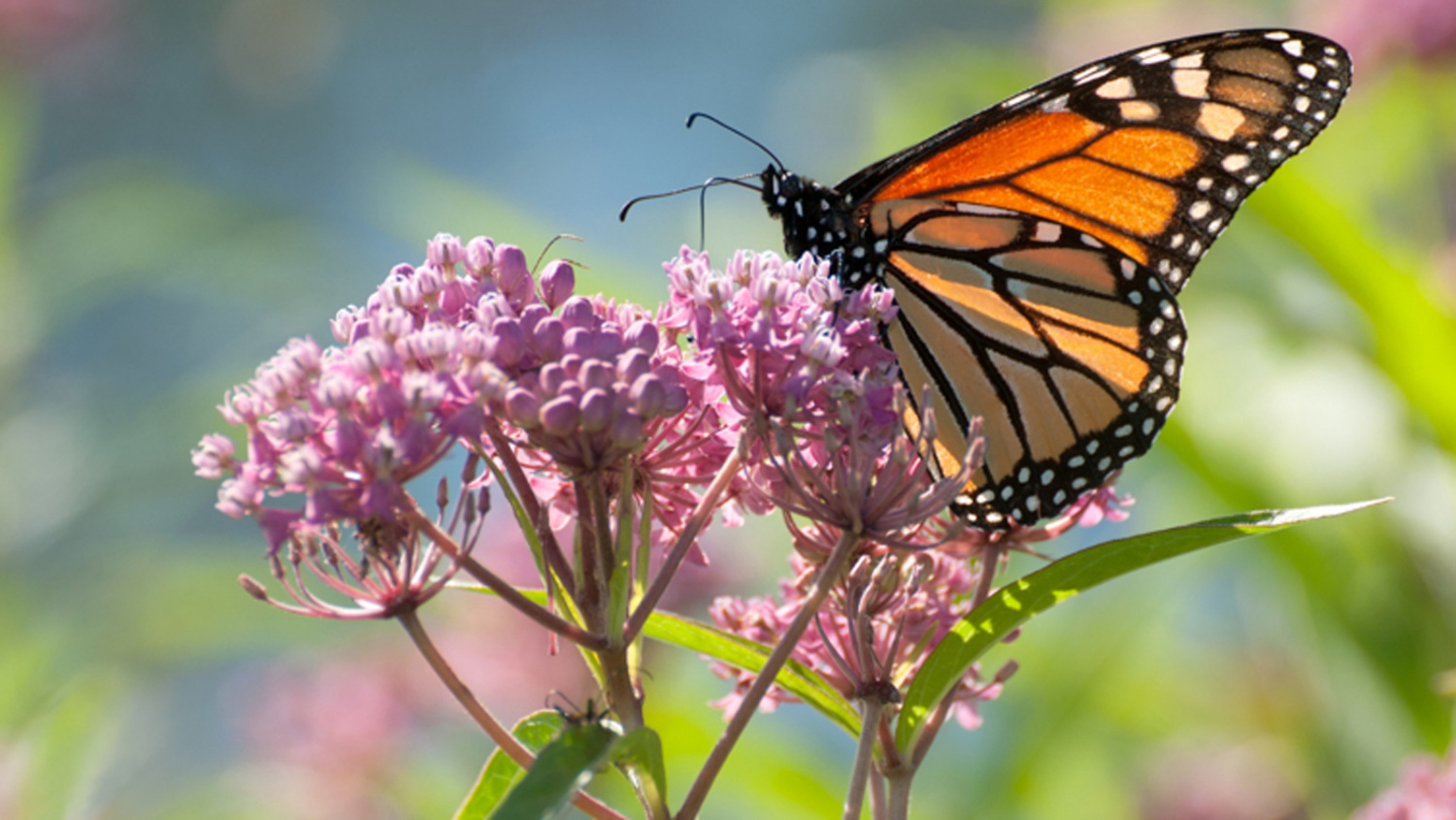 Where to See the Butterflies in Santa Cruz Beachnest Vacation