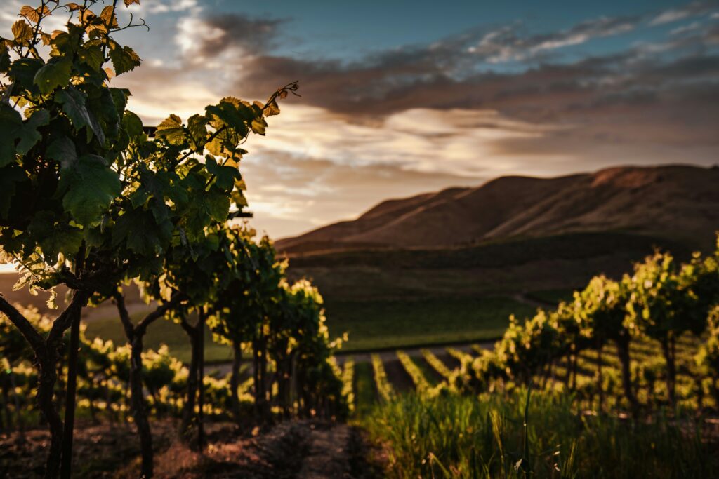 vineyard at sunset with hills in the distance