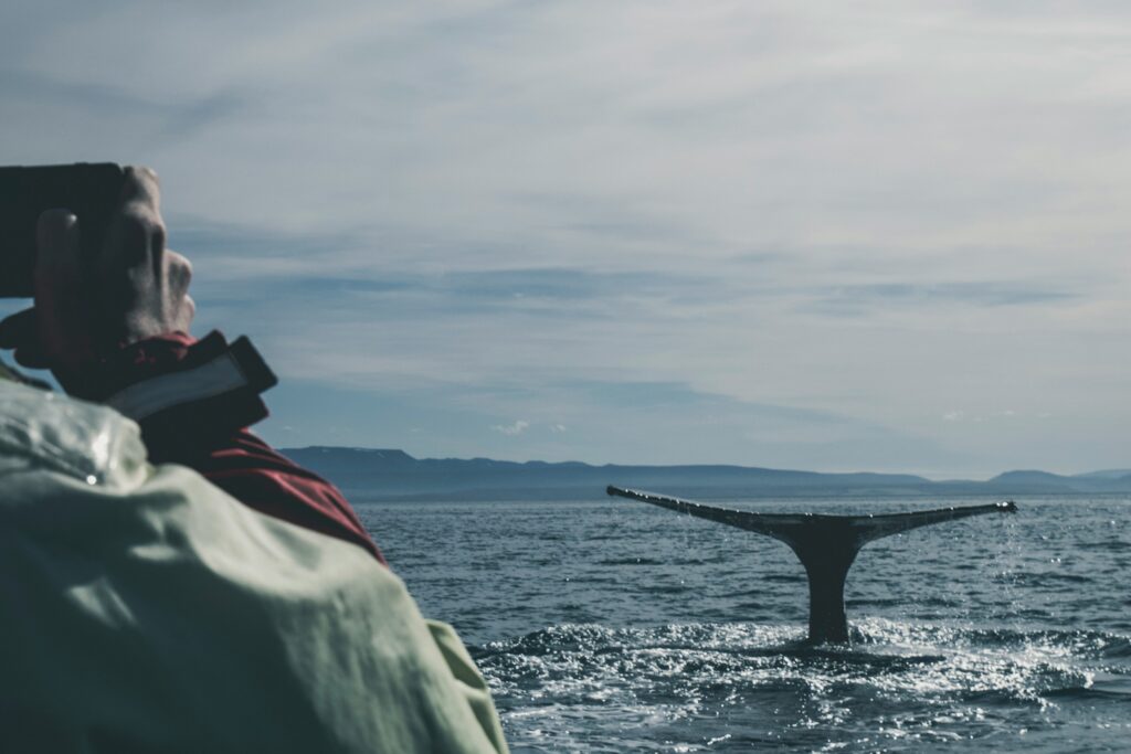 person in foreground taking photos of a humpback whale tail - winter whale watching