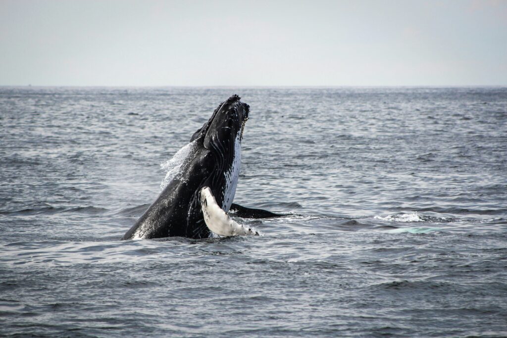 humpback whale breaching - winter whale watching