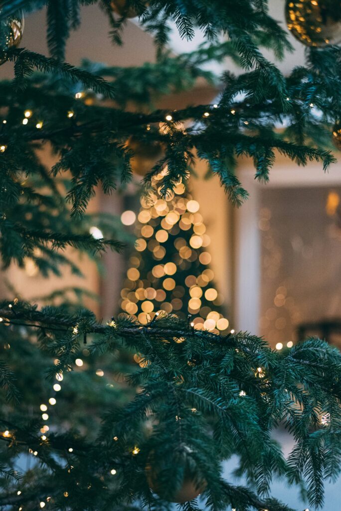 Evergreen branches in foreground and Christmas tree with white lights in the background