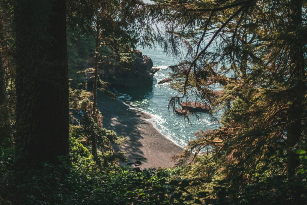 peering through evergreen trees over a cliff to a hidden beach on a hiking trail on Vancouver Island