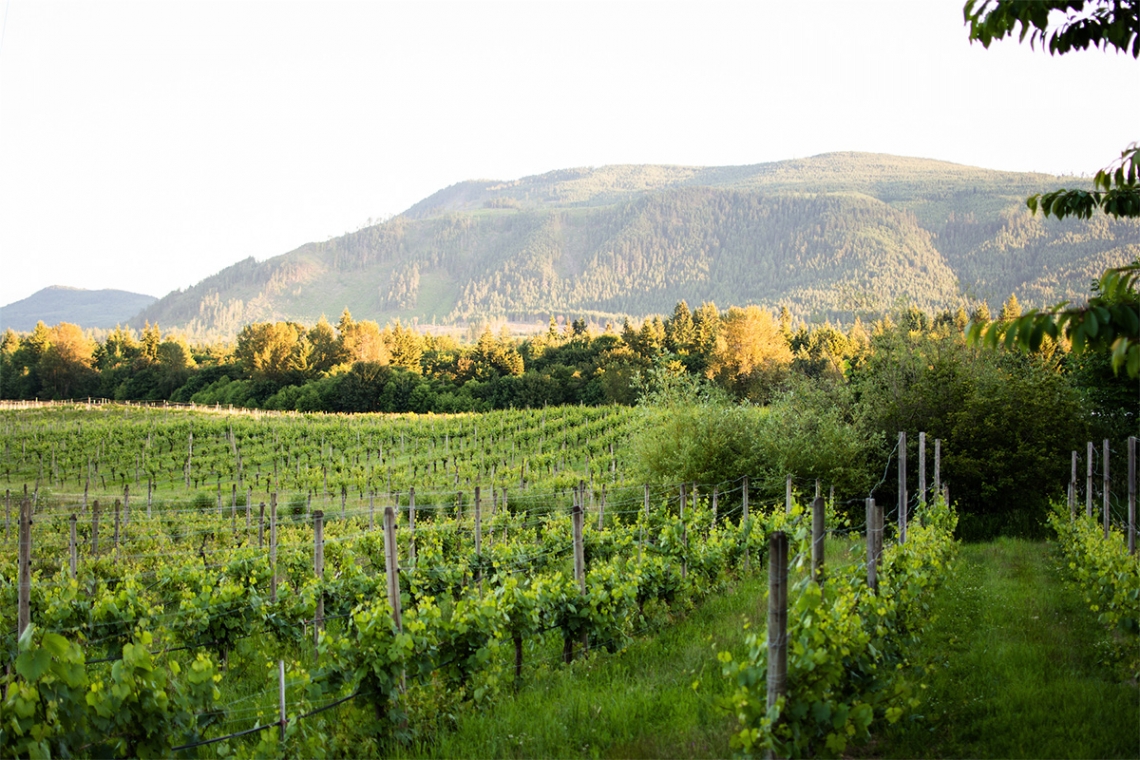 Wine Not? Cowichan Valley Wine Tours EMR Vacation Rentals