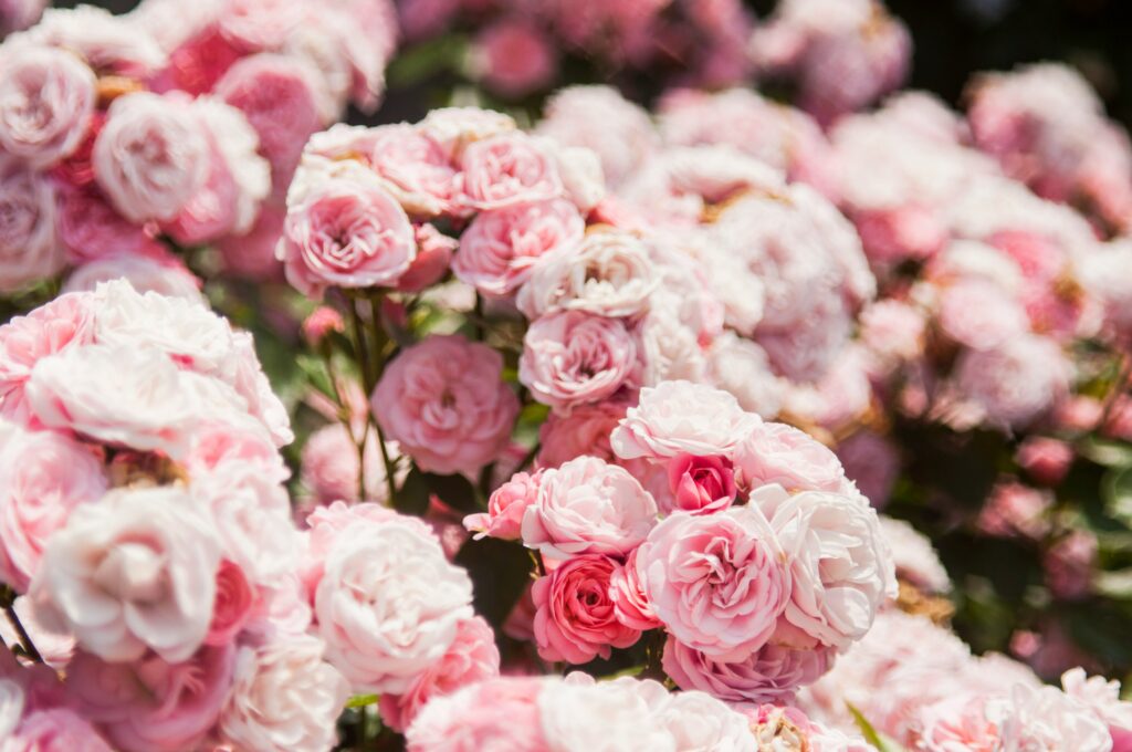 clusters of pink roses - garden