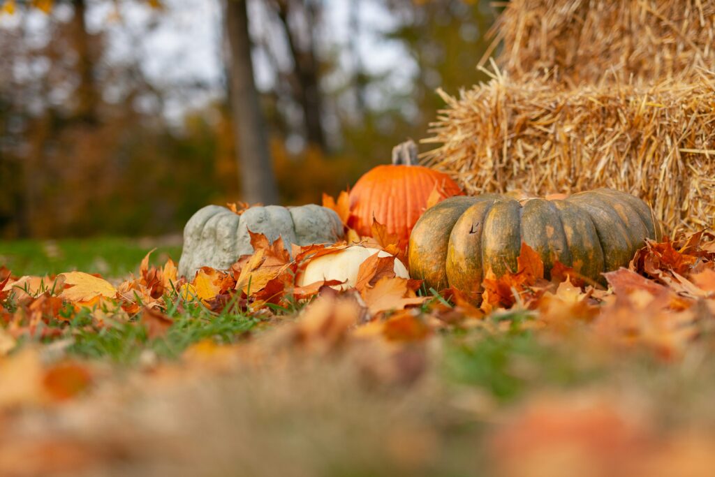 various pumpkins near bail of hay - thanksgiving - fall