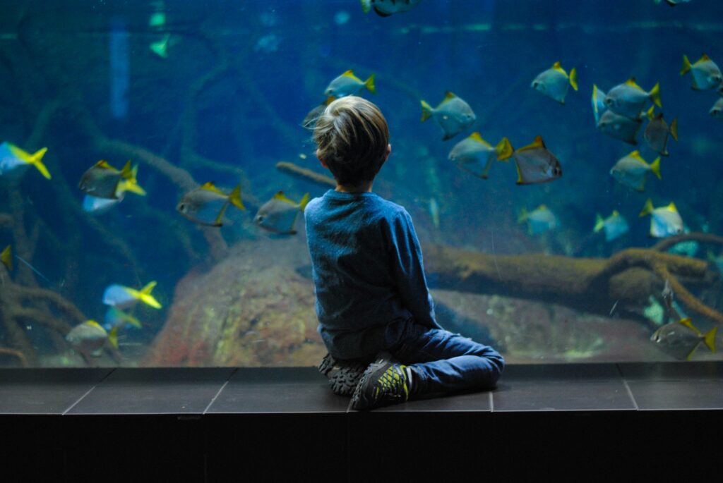 child sitting in front of an aquarium