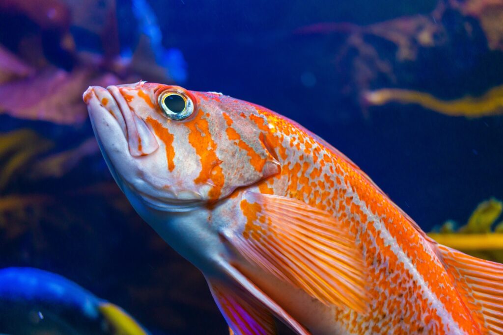 gold fish shaw centre for the salish sea