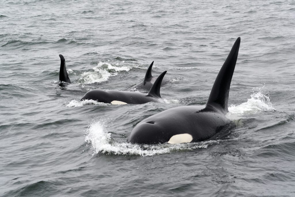 pod of four orcas in the ocean
