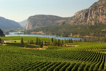 Grapes and lakes in the Okanagan