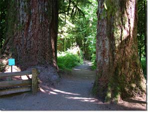 Cathedral Grove