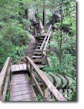 Tofino Rainforest Trail