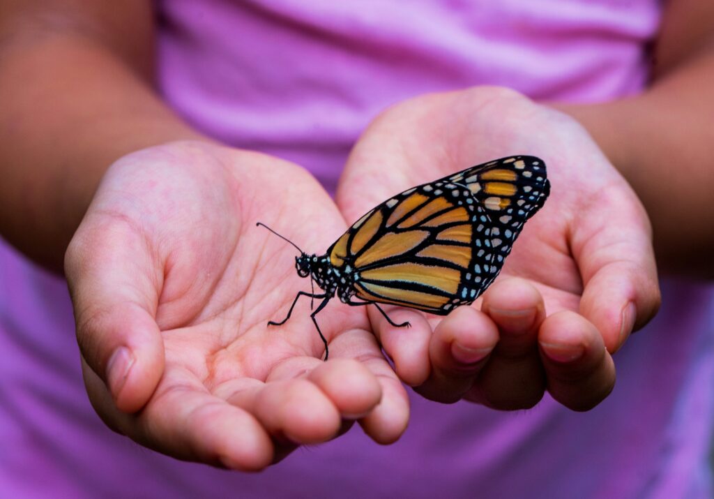 hands holding a butterfly