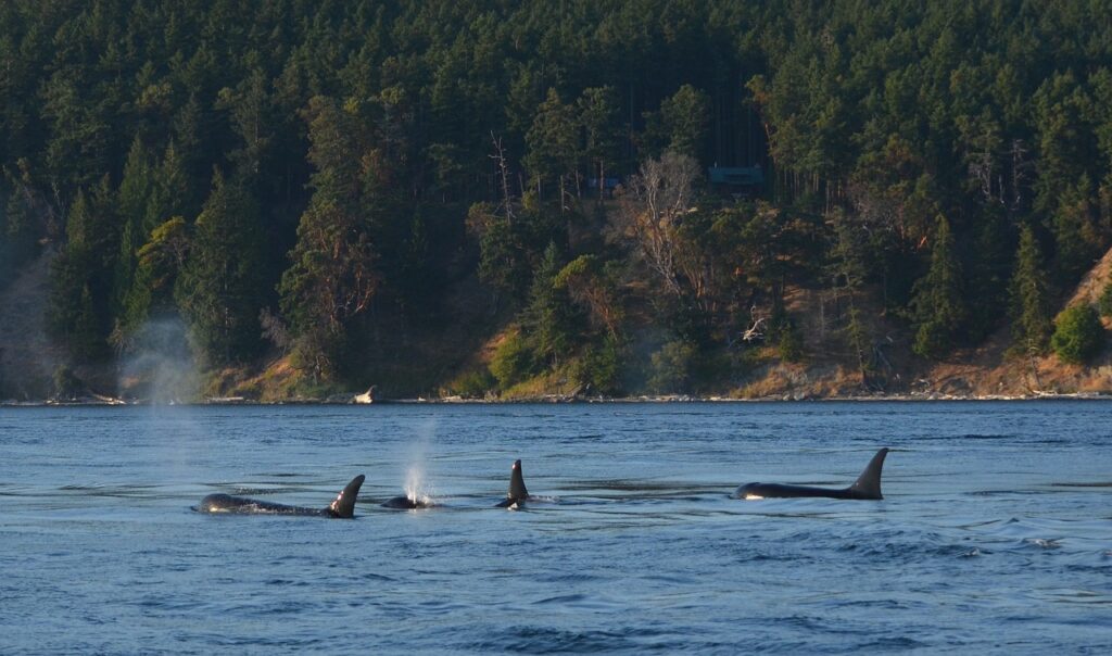 pod of orcas cresting in the water near vancouver island