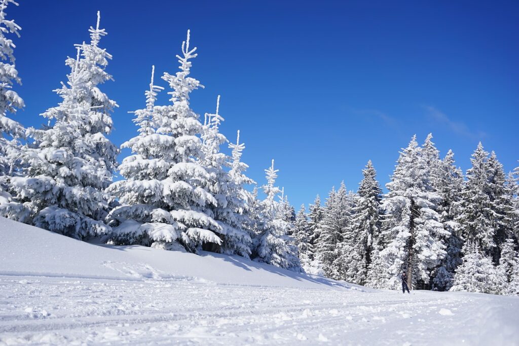 snow covered trees on a ski hill