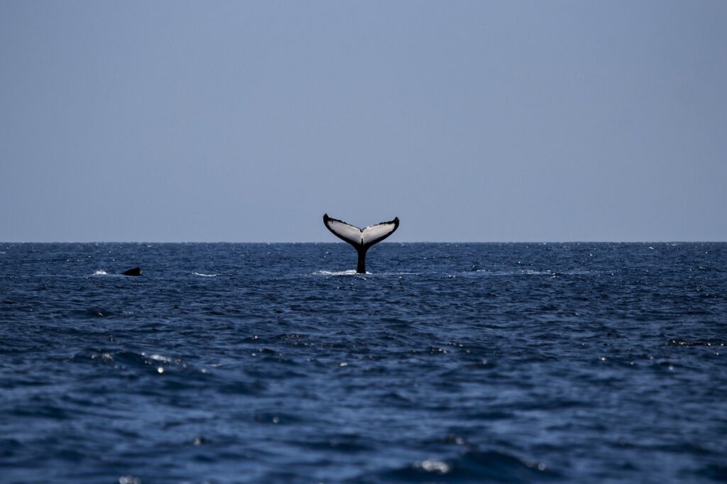 humpback whale tail coming out of water -whale fest