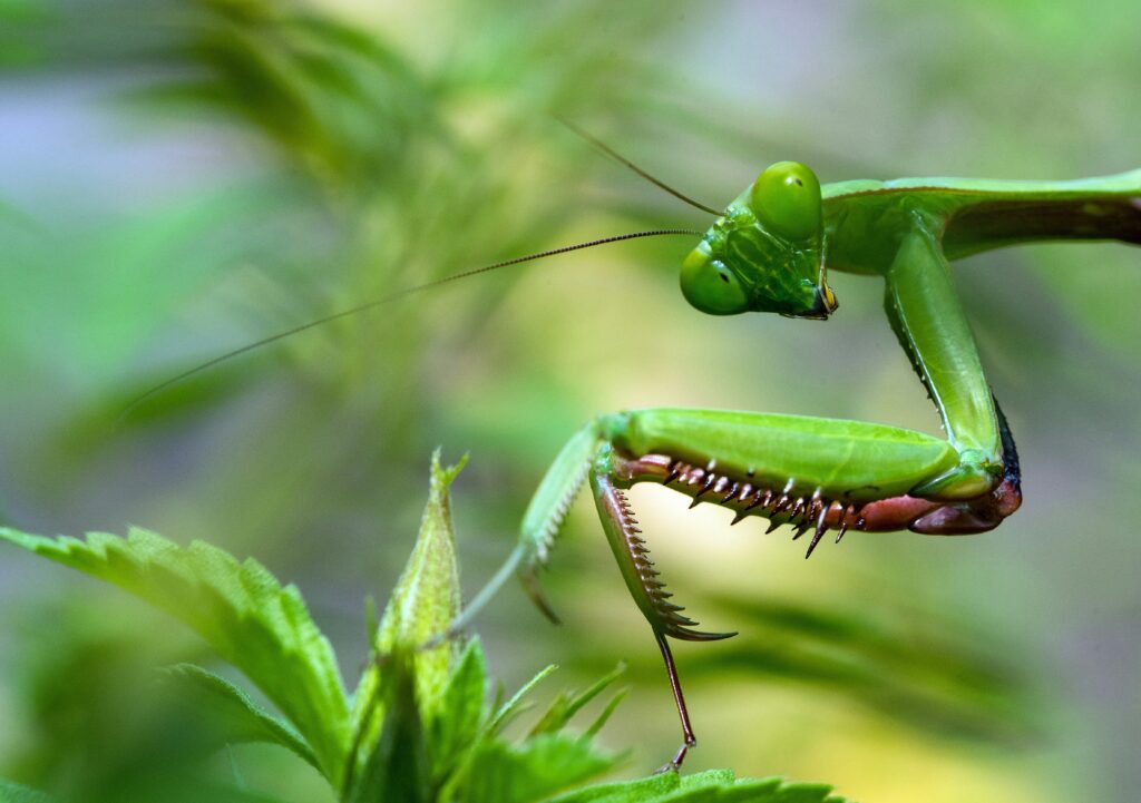 close up of a praying mantis