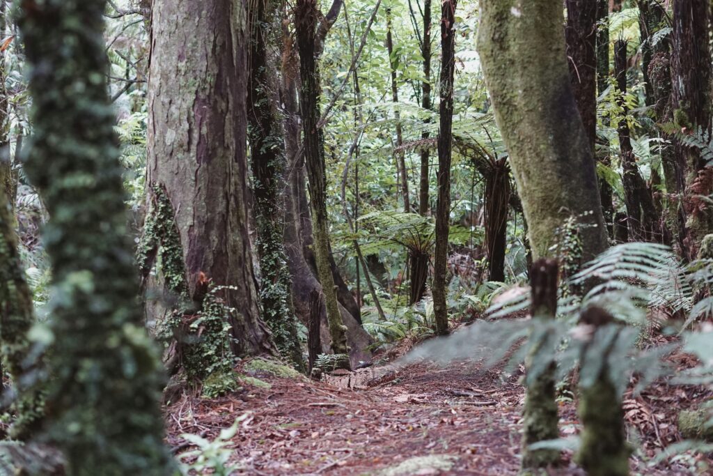 Hiking path trough an old growth forest on the West Coast of British Columbia