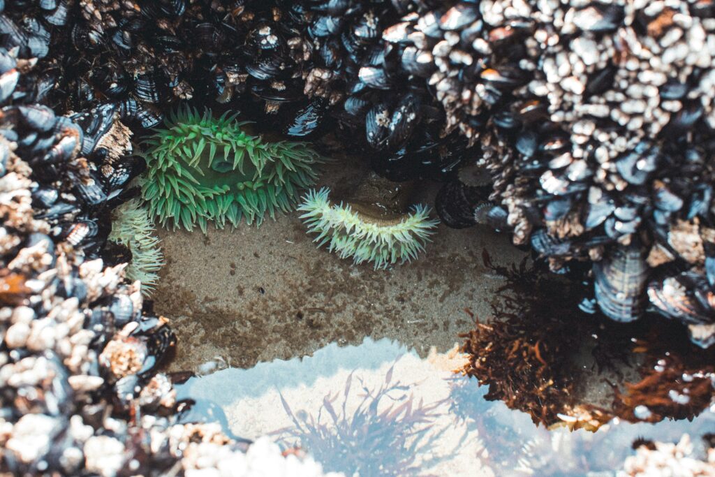 green anemones, barnacles and mussels in a tide pool on the West Coast