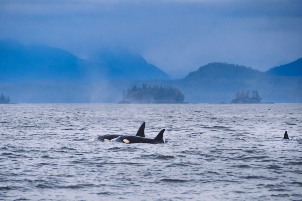 orcas breaching near Vancouver Island