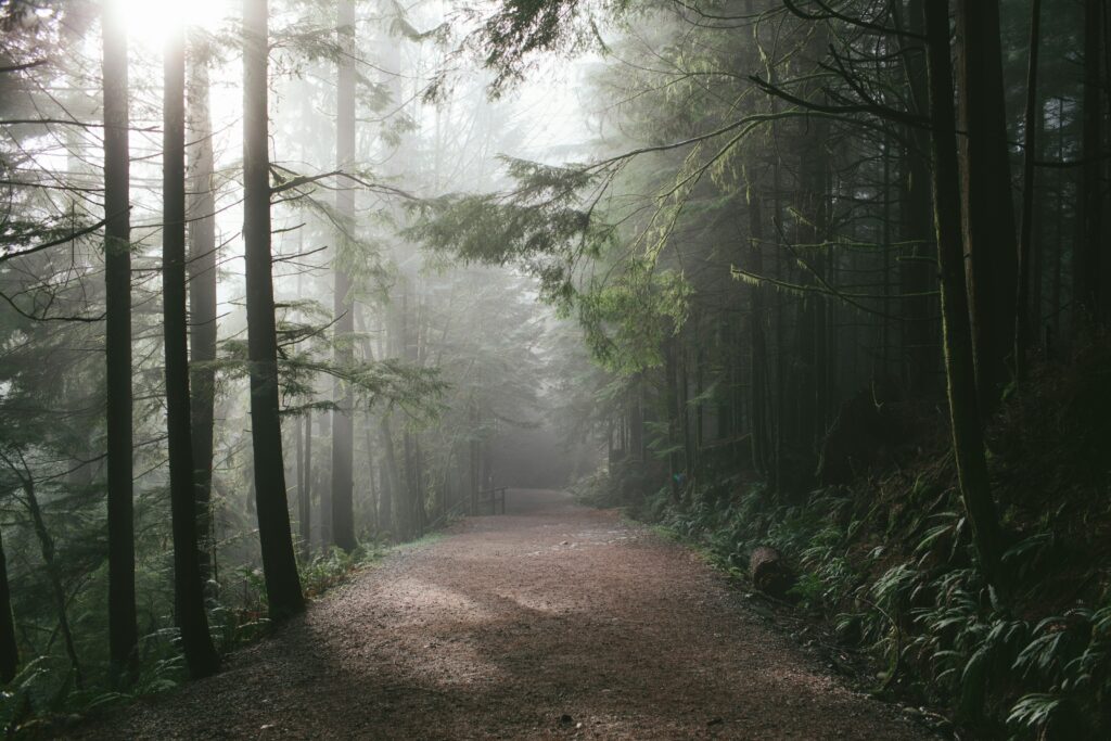 misty trail in the forest in the Pacific Northwest - hiking Vancouver Island