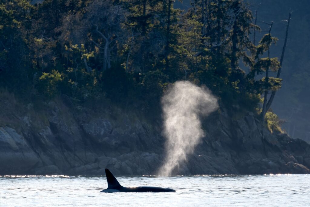 Orca breaching the surface off the coast of BC 