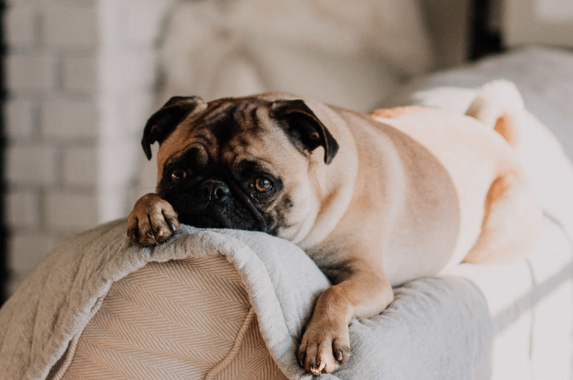 Pet Friendly Attractions St Simons Island Beach Rentals
